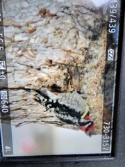 Sphyrapicus nuchalis