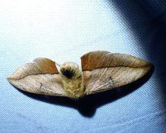 Gonogramma lemoulti