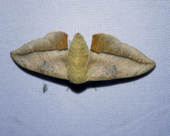 Gonogramma lemoulti