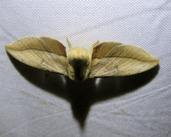 Gonogramma lemoulti
