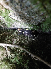 Salamandra salamandra