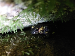 Salamandra salamandra