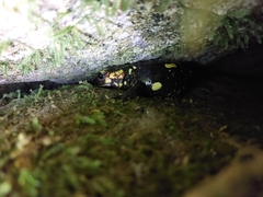 Salamandra salamandra