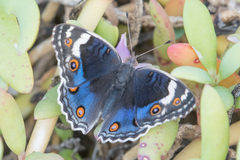 Junonia orithya