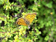 Lycaena 'canterbury common copper'