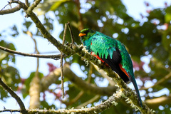 Pharomachrus auriceps