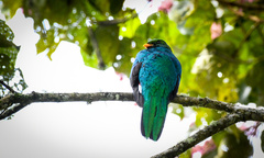 Pharomachrus auriceps