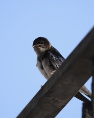 Progne chalybea