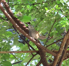 Pheugopedius maculipectus