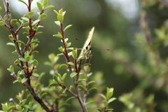 Lycaena 'canterbury common copper'