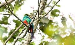 Pharomachrus auriceps