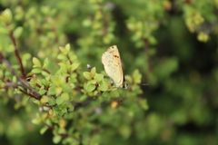 Lycaena 'canterbury common copper'