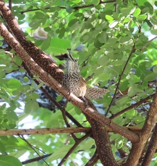 Pheugopedius maculipectus