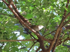 Pheugopedius maculipectus
