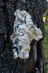 Schizophyllum