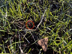 Chimarocephala pacifica