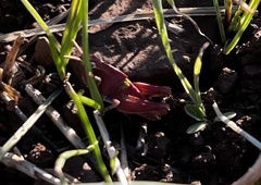 Chimarocephala pacifica