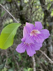 Bignonia callistegioides