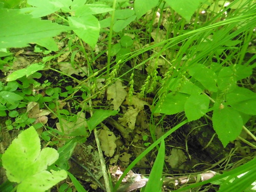 Carex arnellii (Carex arnellii)