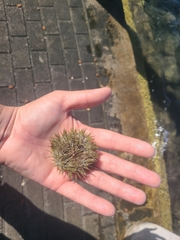 Lytechinus variegatus