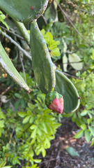 Opuntia cochenillifera