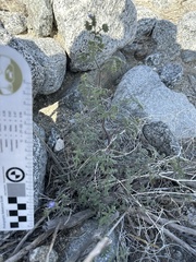 Phacelia distans