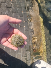 Lytechinus variegatus