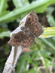 Bolla