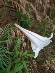 Lilium philippinense