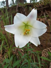 Lilium philippinense