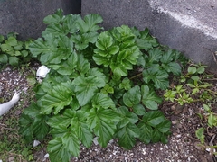 Angelica hirsutiflora