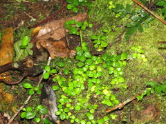 Peperomia retusa
