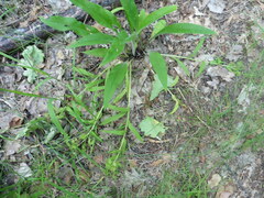 Pulmonaria angustifolia
