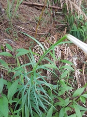 Lilium philippinense