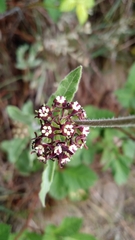 Oxypetalum arnottianum