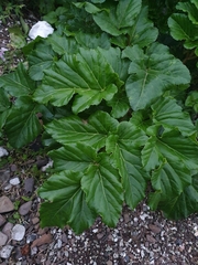 Angelica hirsutiflora
