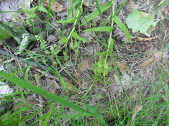 Pulmonaria angustifolia