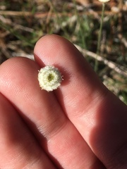 Syngonanthus flavidulus