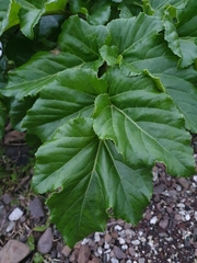 Angelica hirsutiflora