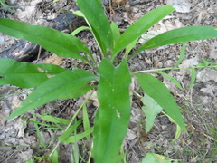 Pulmonaria angustifolia
