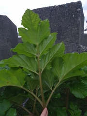 Angelica hirsutiflora