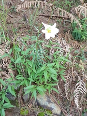 Lilium philippinense