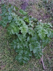 Angelica hirsutiflora