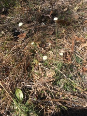 Syngonanthus flavidulus