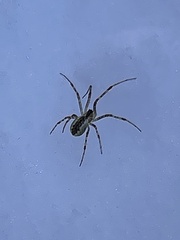 Pityohyphantes phrygianus