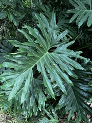 Thaumatophyllum bipinnatifidum