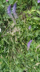 Phyteuma betonicifolium