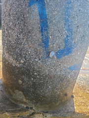 Cenchritis muricatus