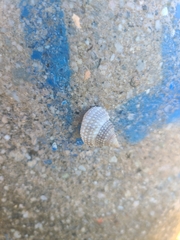 Cenchritis muricatus