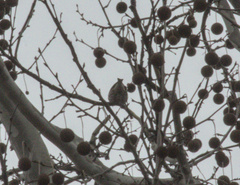 Haemorhous purpureus